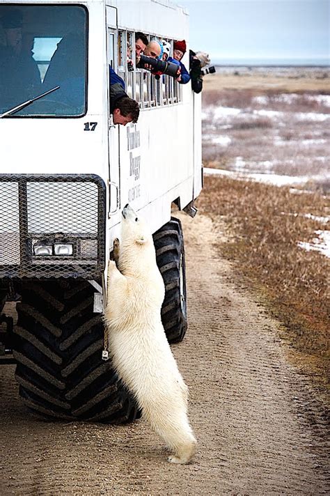 Polar Bears And More In Churchill Vacayca
