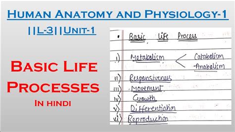 Basic Life Processes Anatomy And Physiology Human Anatomy And