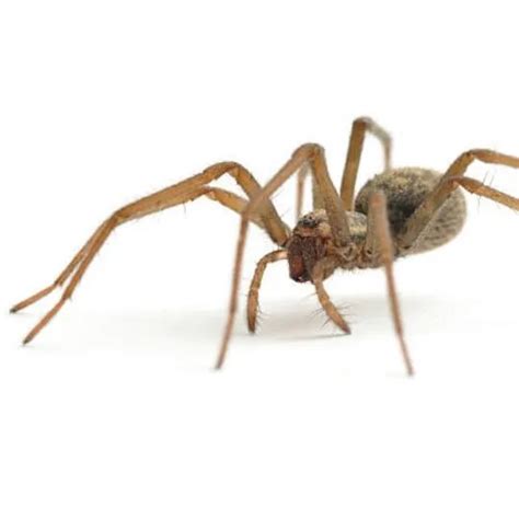 Where Do Brown House Spiders Come From Origins And Habitat Nm Pest