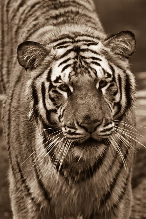 Bengal Tiger On The Prowl Photograph By Douglas Barnett Fine Art America