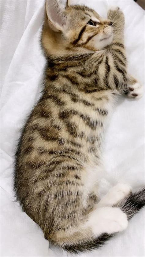 Beautiful Mixed Breed Tabby And Bengal Kittens In Birmingham City