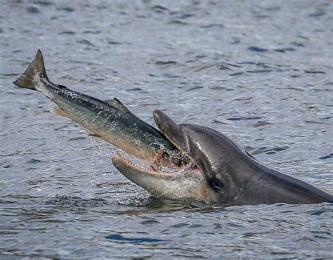 The foods available to a dolphin vary with its methods of collecting and eating food. A dolphin launches to eat a salmon | Animals eating ...