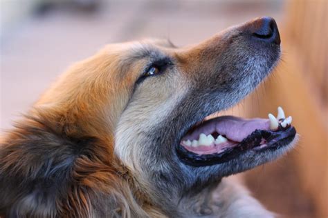 A Quick Guide To The Golden Shepherd Ultimate Pet Nutrition