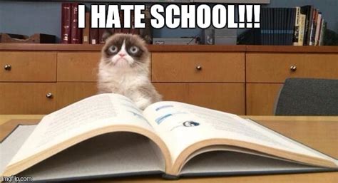 Grumpy Cat Studying Imgflip