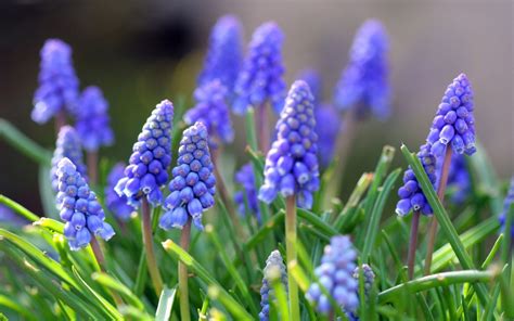 Blue Spring Flowers Grape Hyacinths Desktop Backgrounds 3840x2400