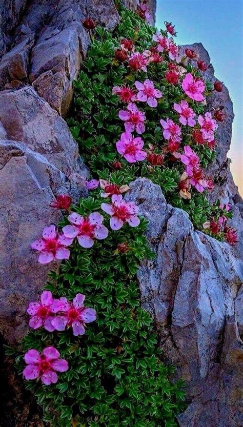 Bellezas De La Naturaleza Flores Bonitas Flores Exóticas