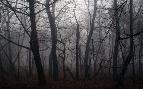 Dark Scary Forest Wallpapers Top Free Dark Scary Forest Backgrounds