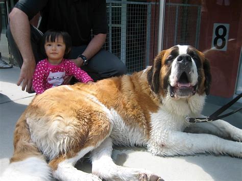 The breed has become famous through tales of a. JB's Big World: Swiss Saint Bernards - Now That's a BIG DOG!