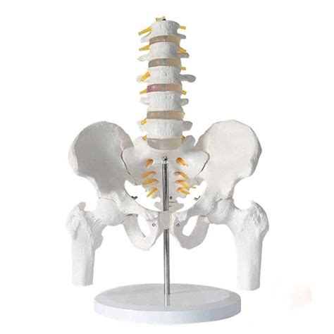 Buy Dbscd Pelvic Leg And Human Lumbar Vertebrae Model Five Section