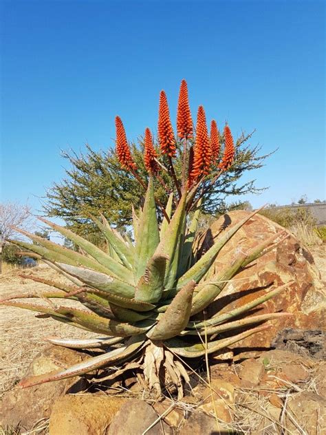 Aloe Hybrid Johans Hybrids Vaal Retreat June 2017 Cactus Flowers