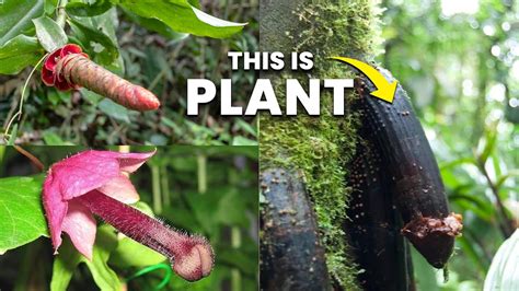 Shocking Plants That Look Like Penis Weird Plants Youtube
