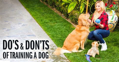 Dog Training Dos And Donts