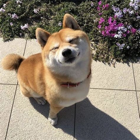 14 Smiles Of Shiba Inu To Make You Smile Petpress