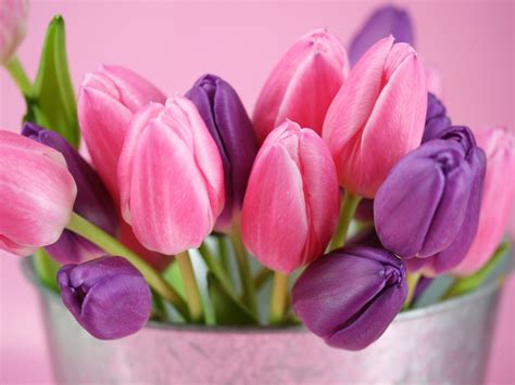 Imágenes De Flores Y Plantas Tulipanes