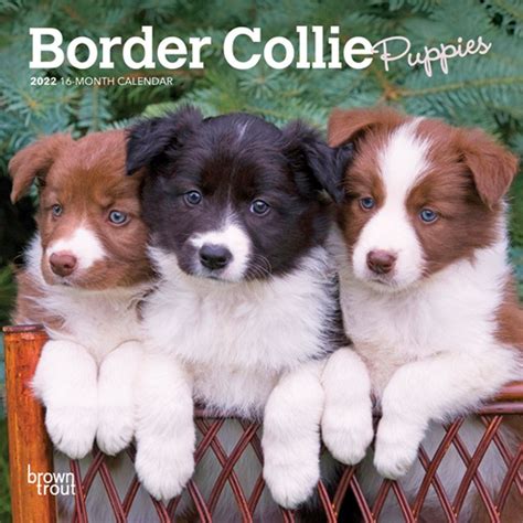 Border Collie Puppies 2022 Mini Wall Calendar