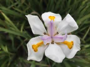 African Iris Southwest Nursery Wholesale Landscaping Supplies