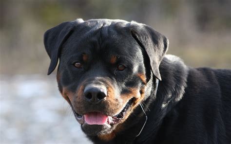 Hundreds of postive dkvrottweilers reviews from around the world. 8 HD Rottweiler Dog Wallpapers