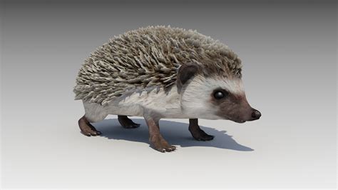 3d Hedgehog Animations Turbosquid 1585514
