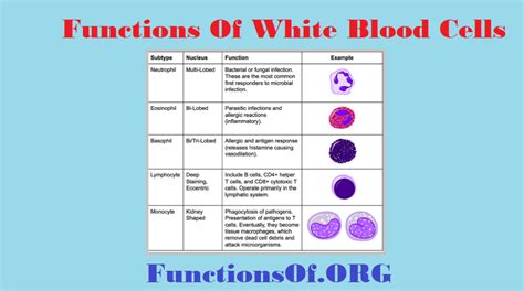 Functions Of White Blood Cells Functions Of