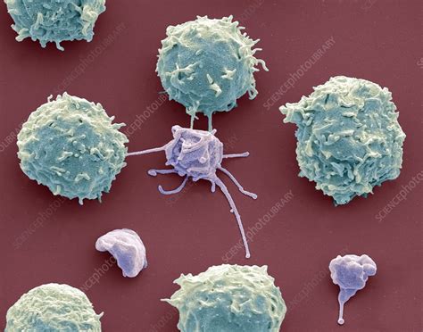 White Blood Cells And Platelets Sem Stock Image C0163098
