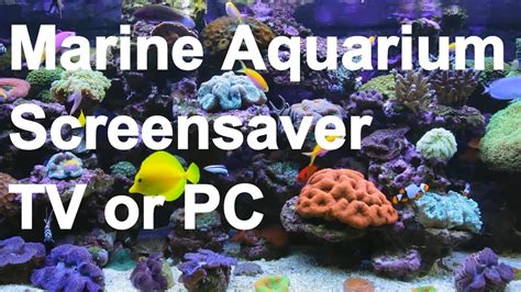 Anybody May Download Saltwater Aquarium Screensaver Free