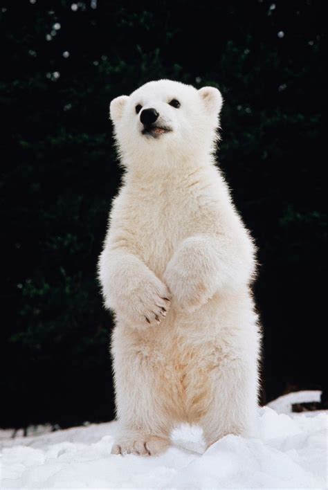 Cute Baby Polar Bear Cuties Pinterest Polar Bear Bears And