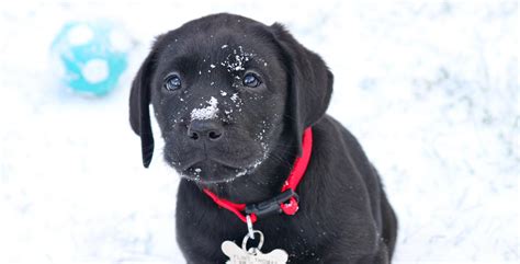 They may even be soothed by the water! Nine Week Old Labrador Retriever Puppy FAQ