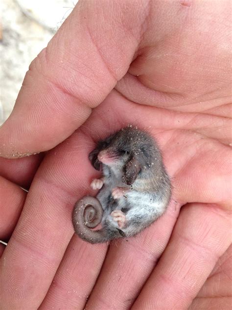 Pygmy Possum Having A Nap Photo From Conservation Volunteers
