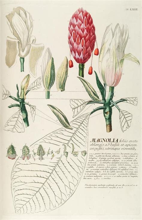Georg Dionysus Ehret Magnolia Illustration For Plantae Selectae Quarum