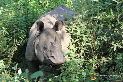 Today We Celebrate World Rhino Day Eden Is Currently Restoring Forests