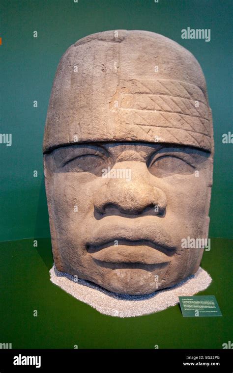 Olmec Colossal Head Sculpture National Museum Of Anthropology Exhibit