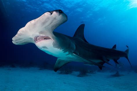 Great Hammerhead Shark Habitat And Characteristics