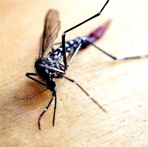 Deadly Asian Tiger Mosquitoes That Bite 247 May Have Already Arrived