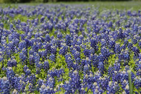 Free Images Field Meadow Flower Spring Blue Wildflower