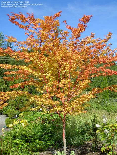 Full Size Picture Of Coral Bark Japanese Maple Sango Kaku Coral