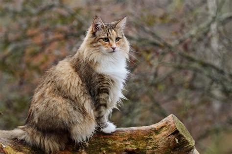 Norwegian Forest Cat Vs Siberian Cat Whats The Difference With