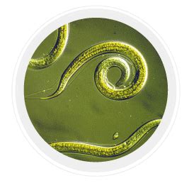 In which phylum of animal kingdom cells do not form tissue. Kingdom Animalia (Phylum, Subphylum) - An Overview