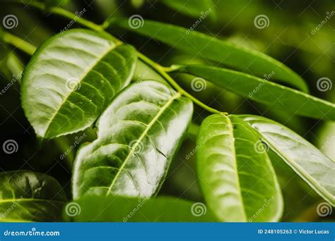 Green Laurel Bush Leaves In A Dense Forest Stock Image Image Of Clean