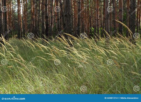 Wild Grass In A Pine Forest Many Tall Slender Pine Trees In Th Stock