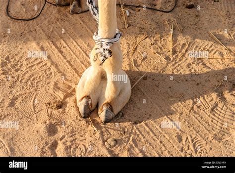 Le Pied De Chameau Camel Toe Photo Stock Alamy