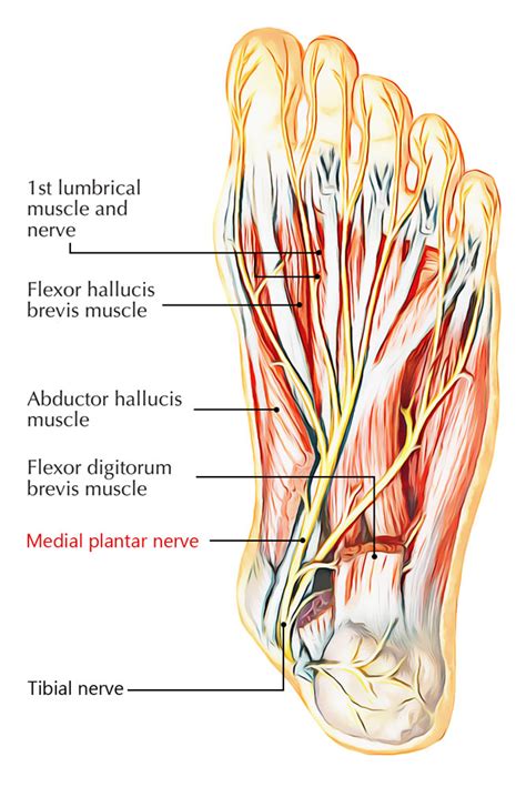Easy Notes On 【Medial Plantar Nerve】Learn in Just 4 Minutes! – Earth's Lab