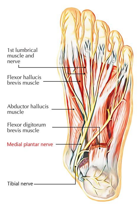 Medial Plantar Nerve Earth S Lab