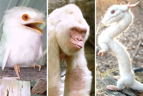 Albino animals are extremely rare and unusual. Awesome-Looking Albino Animals You Never Even Knew Existed ...