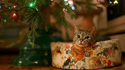 Cat Christmas Animals Desktop Wallpapers Backgrounds Mobile