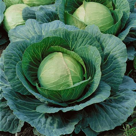 Denmark was the first nordic country to abandon the use of primary patronyms. Danish Ballhead Cabbage Seeds | Everwilde Farms