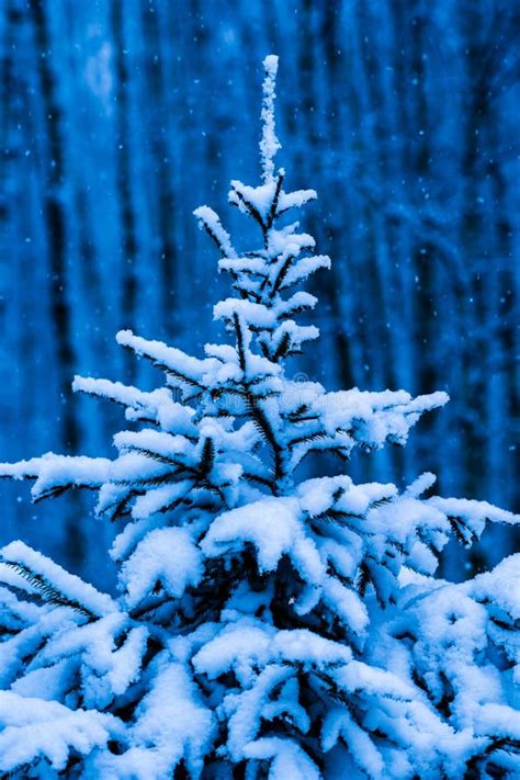 Snow Covered Christmas Tree Against Blue Background Stock Photo Image