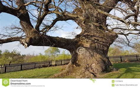 900 years old oak in romania the oldest oak in stock image image of scientist mercheasa