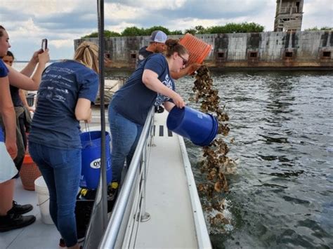 We did not find results for: Volunteer 'gardeners' have now raised one million oysters ...