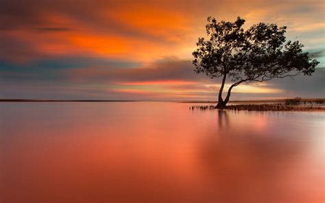 Lonely Tree In Peaceful Sunset Hd Wallpaper Wallpaper Happy Nature