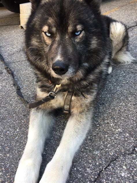 Apparently, wolves are highly intelligent and have bigger heads to support their big brains. Beautiful wolf-dog I walked by the other day. Apparently ...